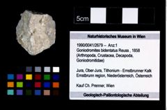 Foto (Objekt + Etikett) von Goniodromites bidentatus (Reuss, 1858)  (NHMW-GEO-1990-0041-2679)